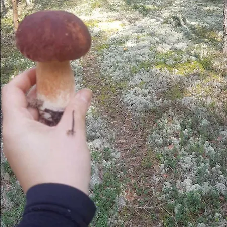 Miami Jungle Glamping Kemping Korjuse