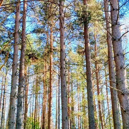 Campingplatz Miami Jungle Glamping Korjuse
