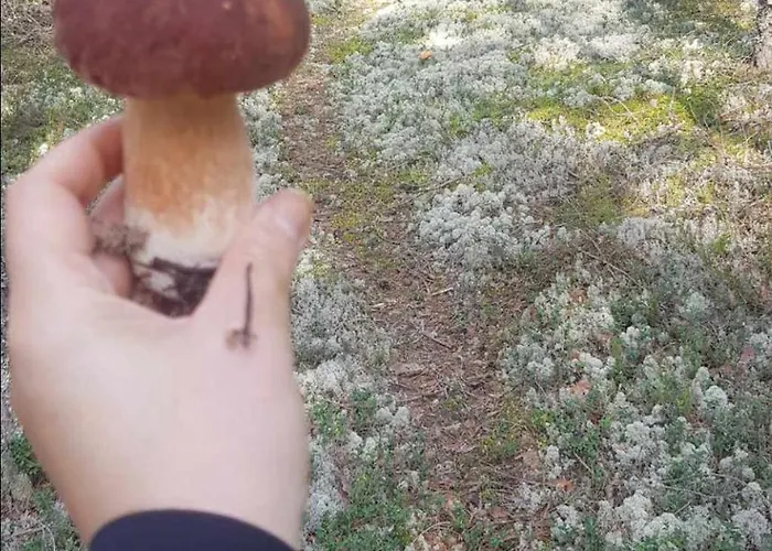 Miami Jungle Glamping Campingplatz Korjuse