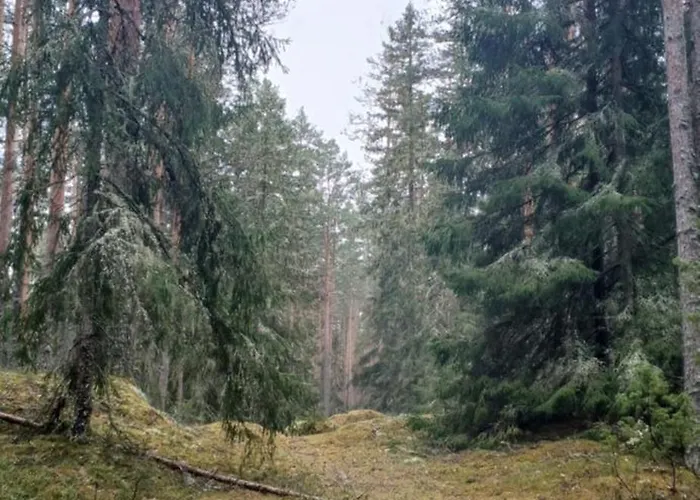 Miami Jungle Glamping *