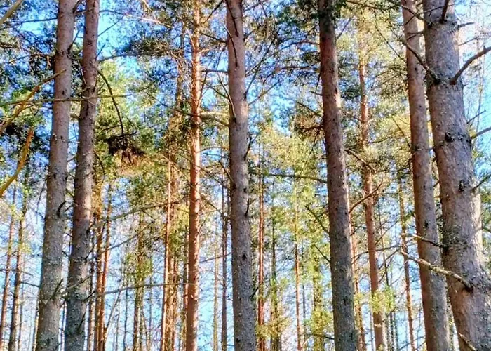 Campingplatz Miami Jungle Glamping Korjuse